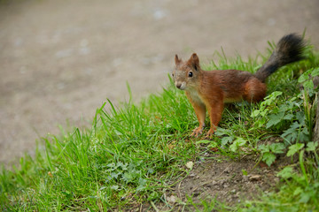Sciurus on a background of green grass