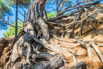 Корень сосны растущей на горе крупным планом © andrey2017