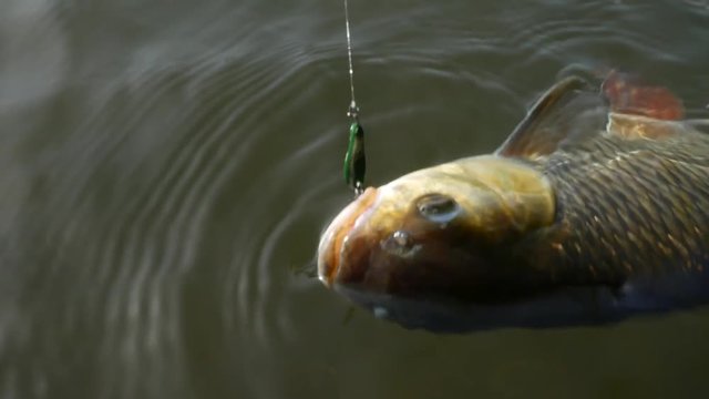 Modern fishing with spinning rod, chub fishing