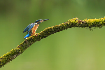 Close up of a Kingfisher Alcedo atthis eating fish