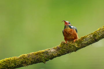 Close up of a Kingfisher Alcedo atthis eating fish