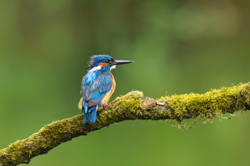 Close up of a Kingfisher Alcedo atthis