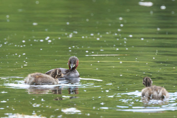 Little grebe Tachybaptus ruficollis feeding chicks