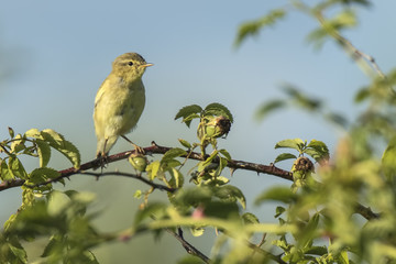 Willow warbler bird, Phylloscopus trochilus, singing