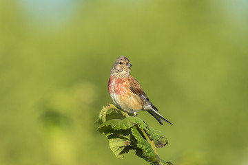 Male Linnet bird with red breast, Carduelis cannabina, singing