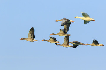 Greylag geese (Anser Anser) migrating