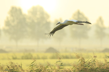Stork Ciconia ciconia in flight landing on farmland on sunset