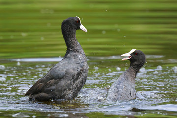 Eurasian coots, Fulica atra, waterfowl battle