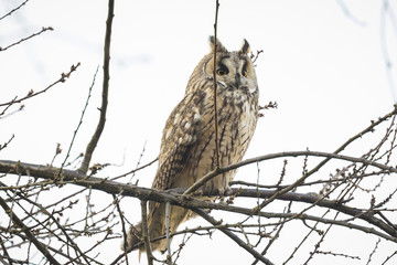 Long eared owl (Asio otus) perched in a tree