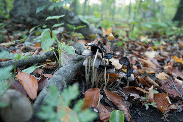 mushrooms