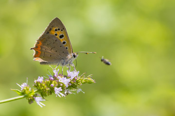 Obraz na płótnie Canvas Small or common copper butterfly lycaena phlaeas closeup