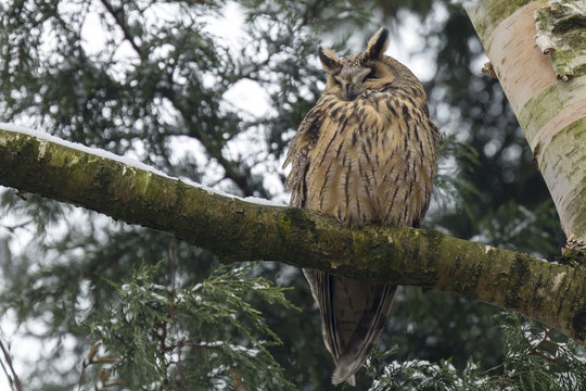 Long eared owl (Asio otus) perched in a tree