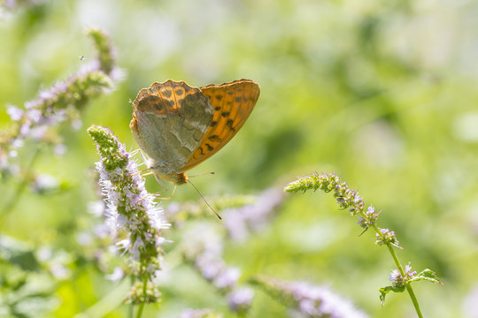Silver-washed fritillary butterfly Argynnis paphia closeup