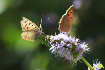 Small or common copper butterfly lycaena phlaeas closeup
