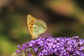 Silver-washed fritillary (Argynnis paphia) butterfly feeding on a purple butterfly bush Buddleja davidii