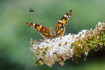 Naklejka premium Front view close up Silver-washed fritillary (Argynnis paphia) butterfly feeding on a white butterfly bush Buddleja davidii with open wings
