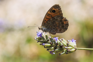 The large wall brown butterfly, Lasiommata maera, pollinating on purple Lavender flower with wings open