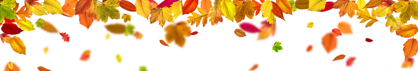 Goldener Herbst auf weissem Hintergrund