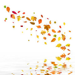 Goldener Herbst auf weissem Hintergrund