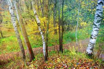 Park in Moscow during the fall of leaves. Bright colors of nature. Autumn 2017