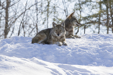 Naklejka premium Coyote in winter