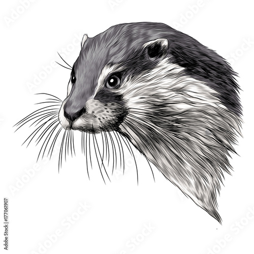 "otter sketch head vector graphics color picture" Stock image and