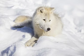 Plaid mouton avec motif Loup Arctic wolf in winter