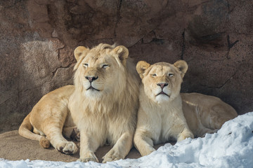 White Lions