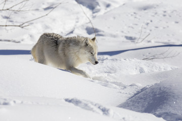 Obraz premium Arctic wolf in winter