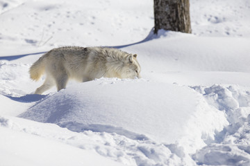 Obraz premium Arctic wolf in winter