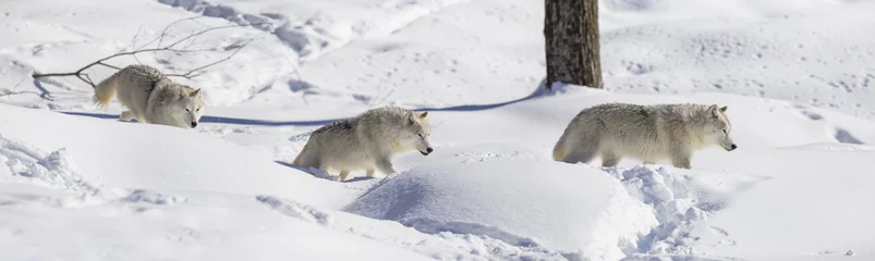 Cercles muraux Loup Loup arctique en hiver