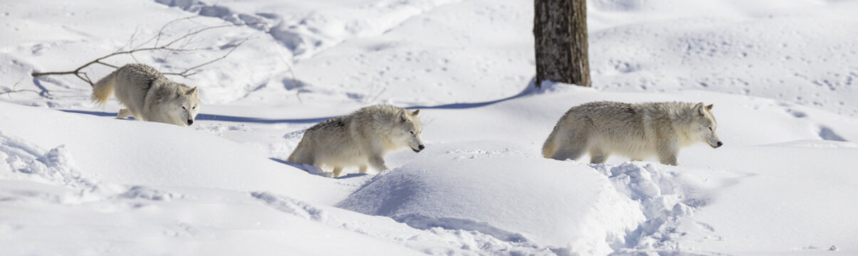 Fototapeta Arctic wolf in winter