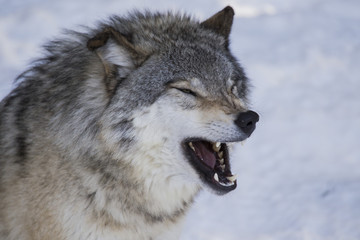 Fototapeta premium Timber wolf in winter