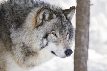 Naklejka na ściany i meble Timber wolf in winter