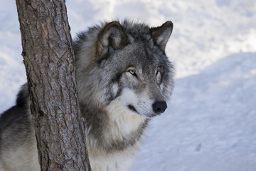 Timber wolf in winter