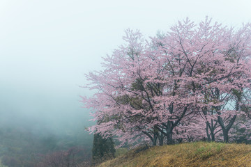 Obraz na płótnie Canvas 霧の中の桜