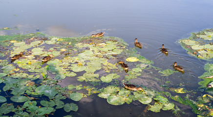 ducks in the turbid pond at summer. wildlife, nature.