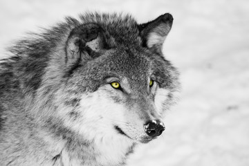 Naklejka premium Wilk leśny zimą, czarno-biały
