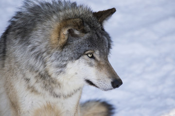 Timber wolf in winter