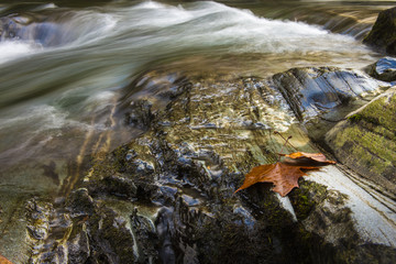 Beautiful colorful flowing water reflecting fall leaves and blue sky nature forest background