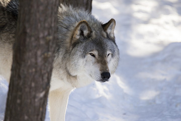 Timber wolf in winter