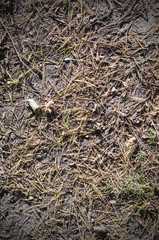 fir-tree needles on the ground in dirt at autumn. background, texture.
