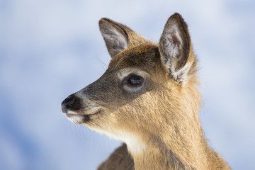 whitetail deer in winter