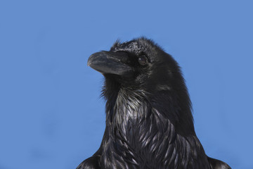 Raven portrait
