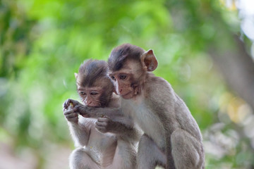 可愛いサル