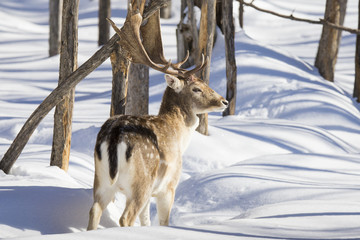 fallow deer in winter 