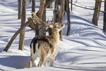 fallow deer in winter 