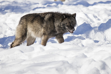 black wolf in winter