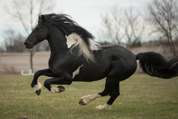 Obraz na płótnie Canvas Friesian Horse