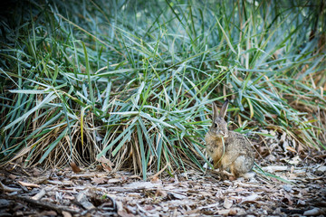 Baby rabbit eating a long blade of grass.